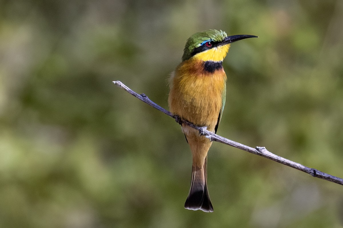 Little Bee-eater - ML620016833