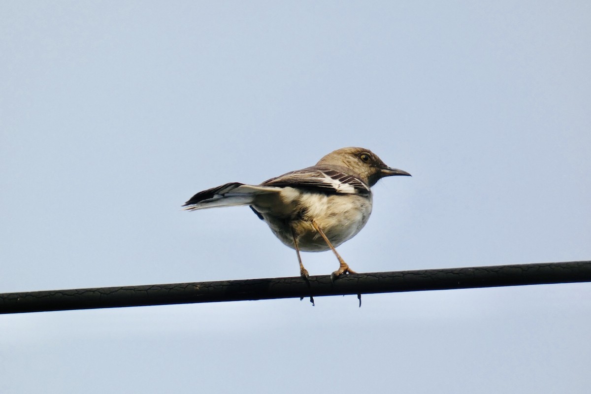 Northern Mockingbird - ML620016835