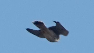 American Kestrel - ML620016854