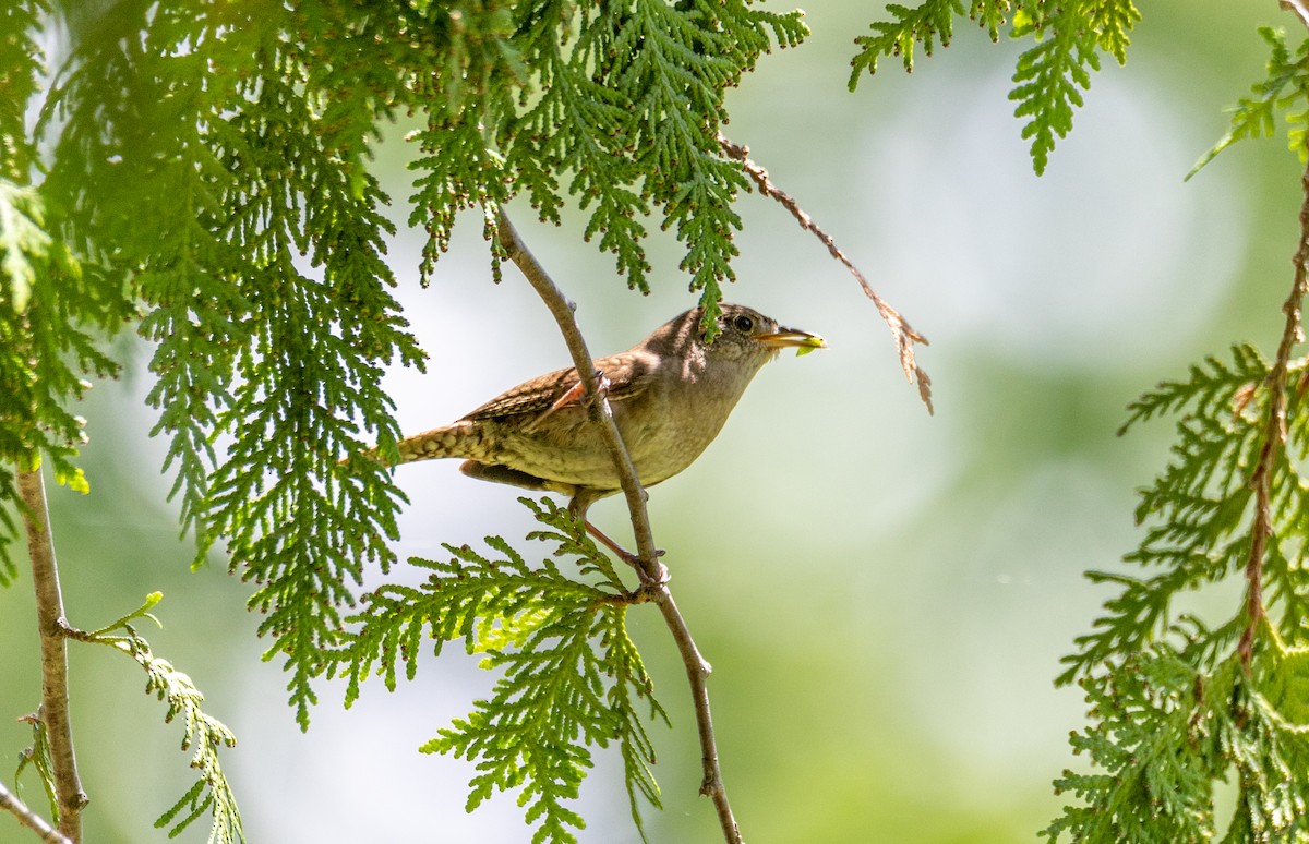 House Wren - ML620016871