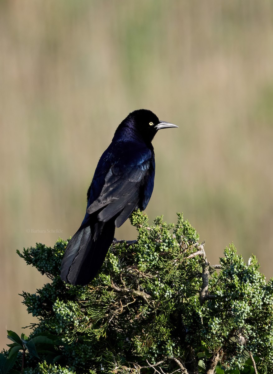 Boat-tailed Grackle - ML620016873