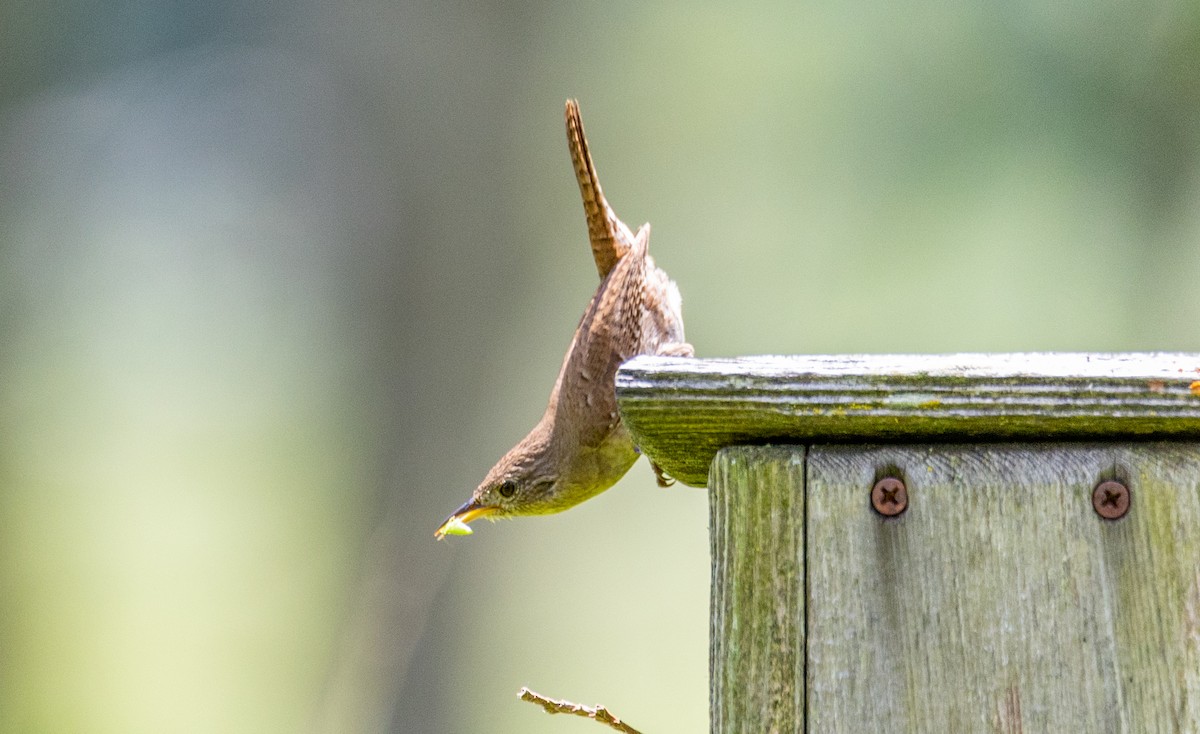 House Wren - ML620016876