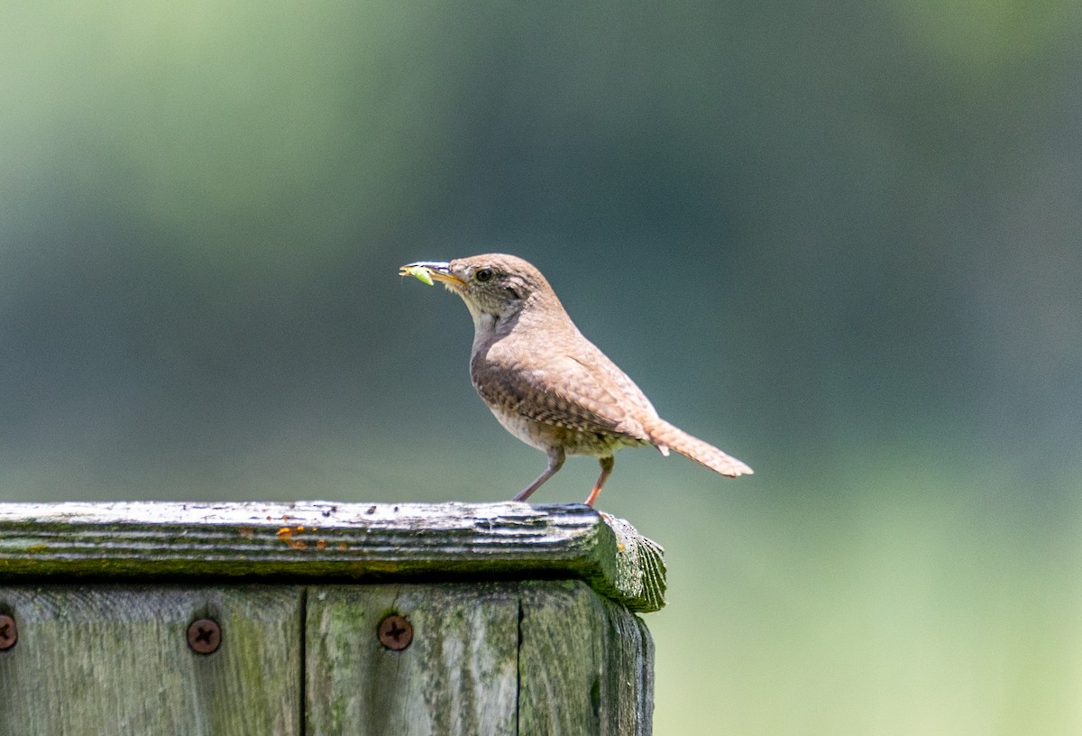 House Wren - ML620016877