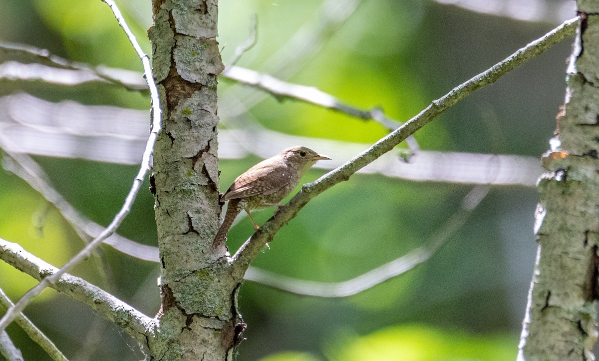 House Wren - ML620016878