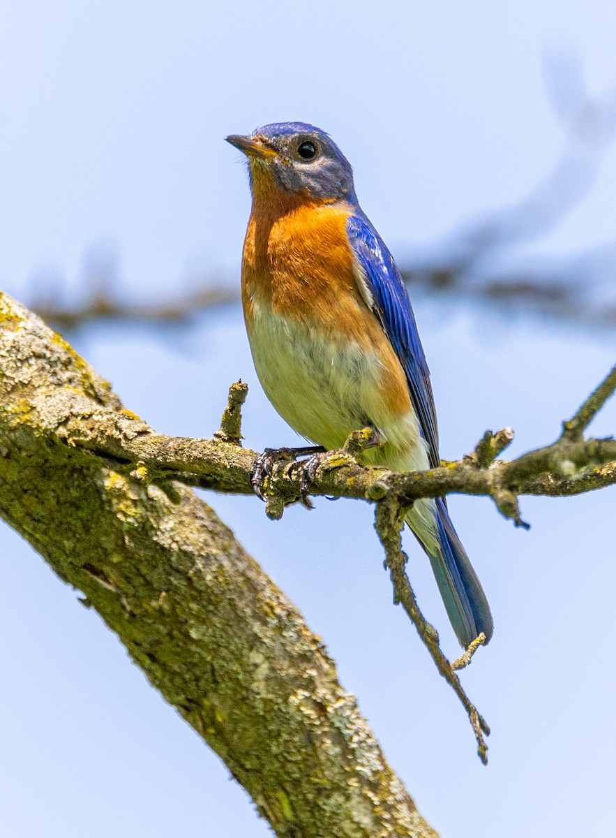 Eastern Bluebird - ML620016884