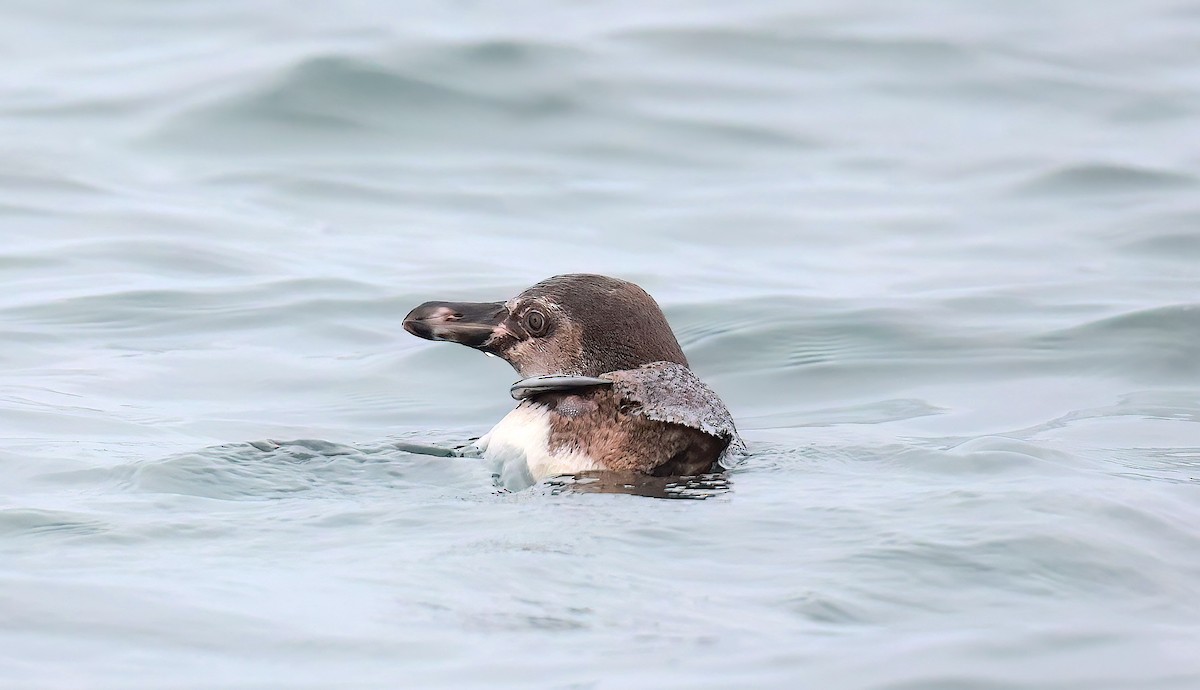 tučňák Humboldtův - ML620016890