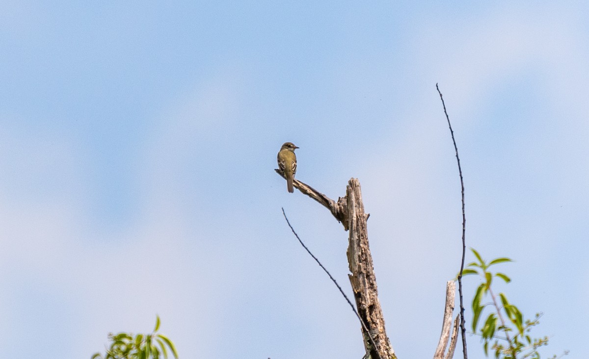 Willow Flycatcher - ML620016897