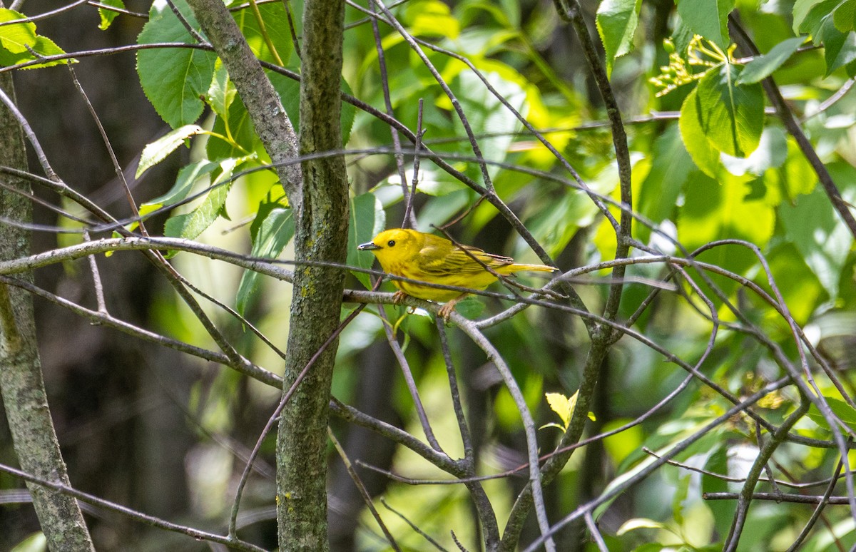 Yellow Warbler - ML620016901