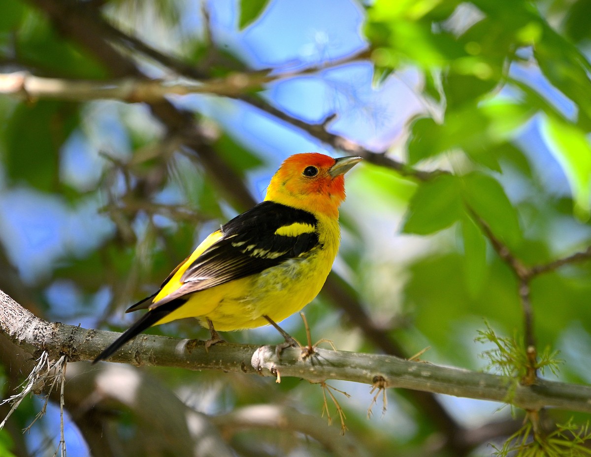 Western Tanager - ML620016903