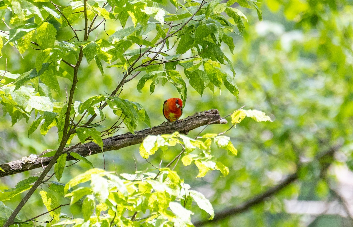 Scarlet Tanager - ML620016918