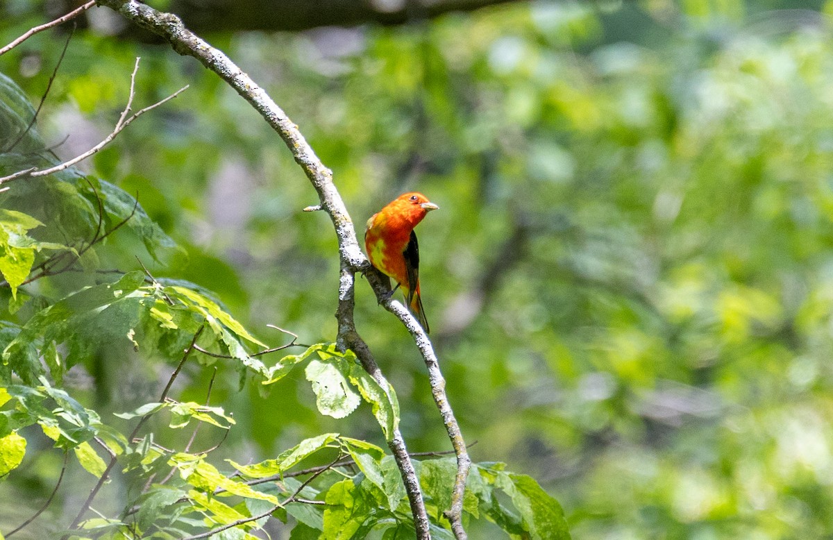 Scarlet Tanager - Arun Christopher Manoharan