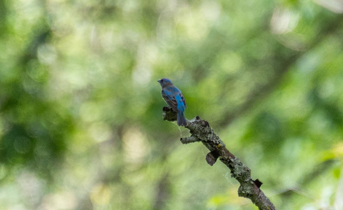 Indigo Bunting - Arun Christopher Manoharan