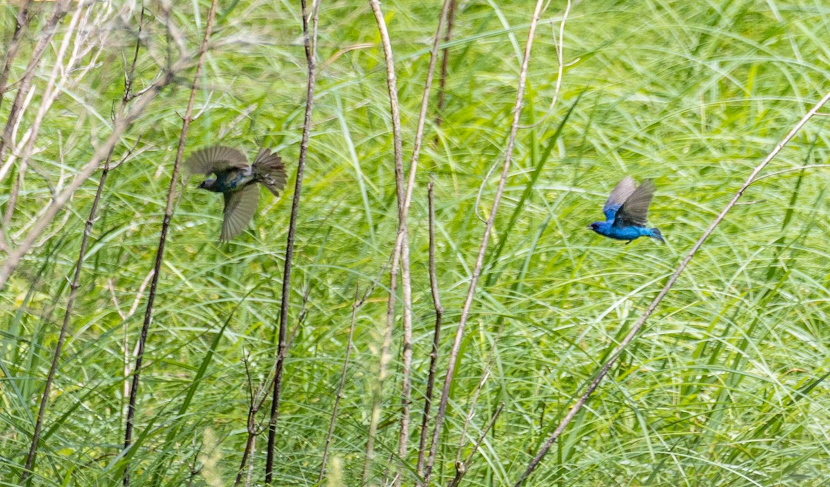 Indigo Bunting - ML620016939