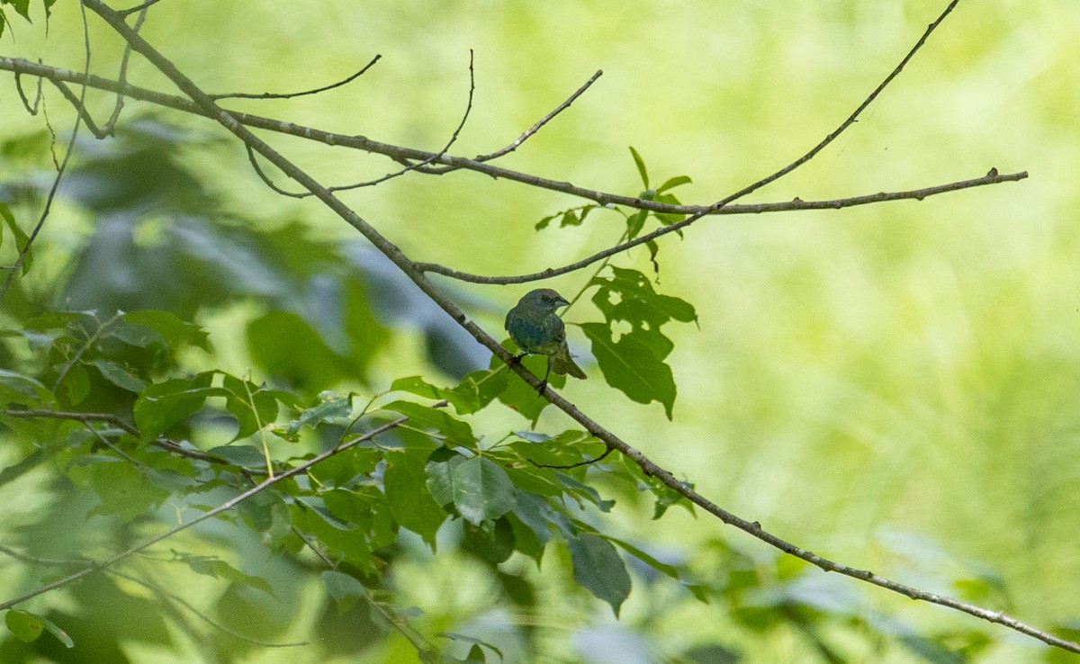 Indigo Bunting - ML620016948