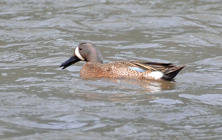 Blue-winged Teal - ML620016950
