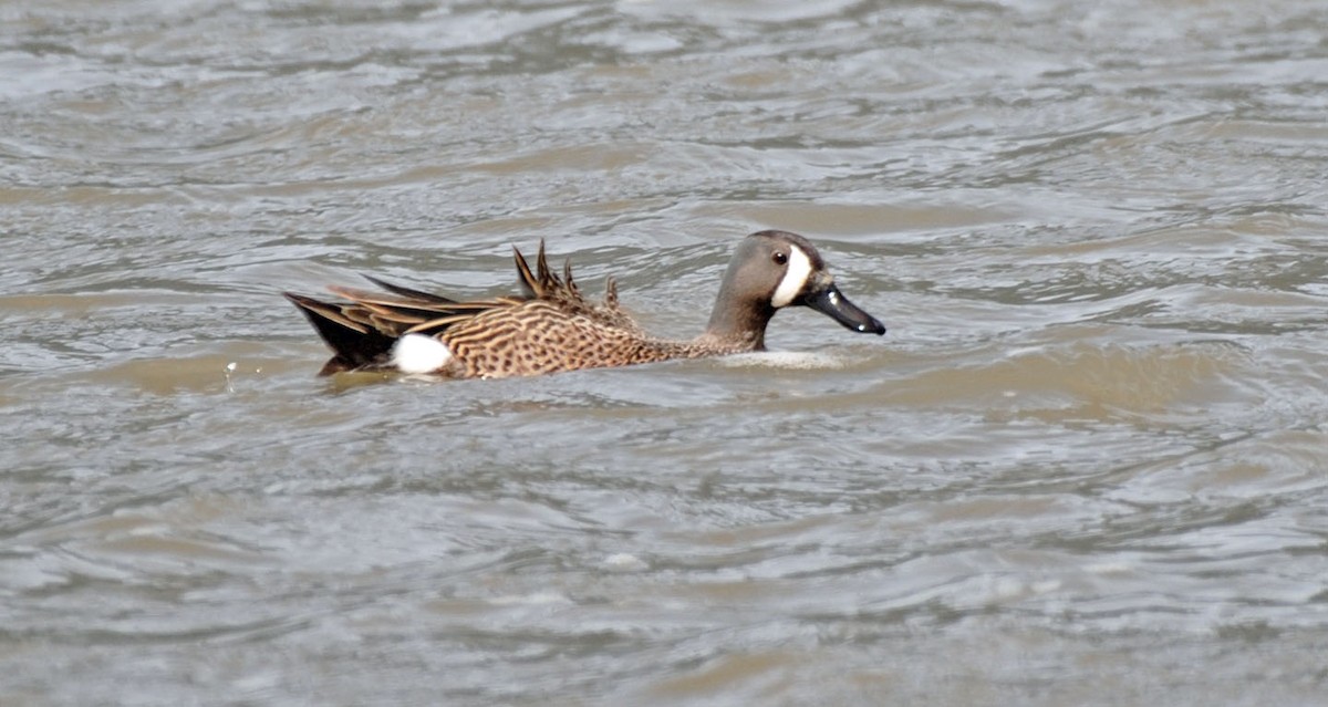 Blue-winged Teal - ML620016951