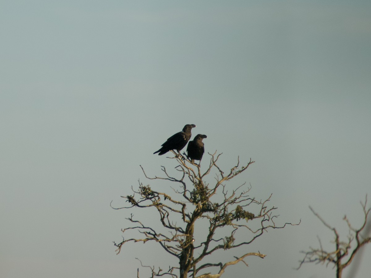 White-necked Raven - ML620016955