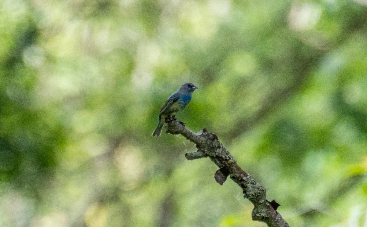 Indigo Bunting - ML620016956