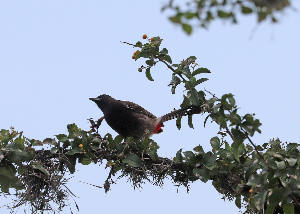 Red-vented Bulbul - ML620016962