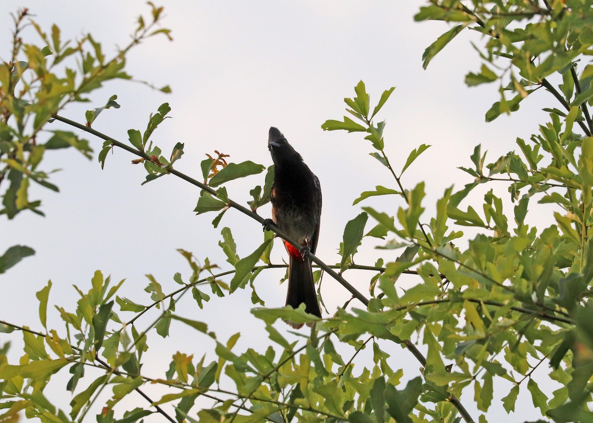 Red-vented Bulbul - ML620016964