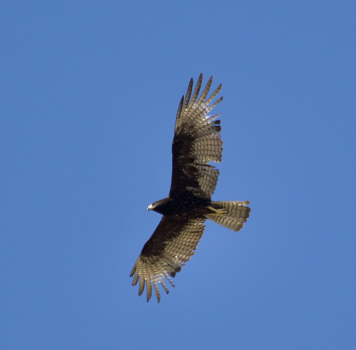 Zone-tailed Hawk - ML620016972