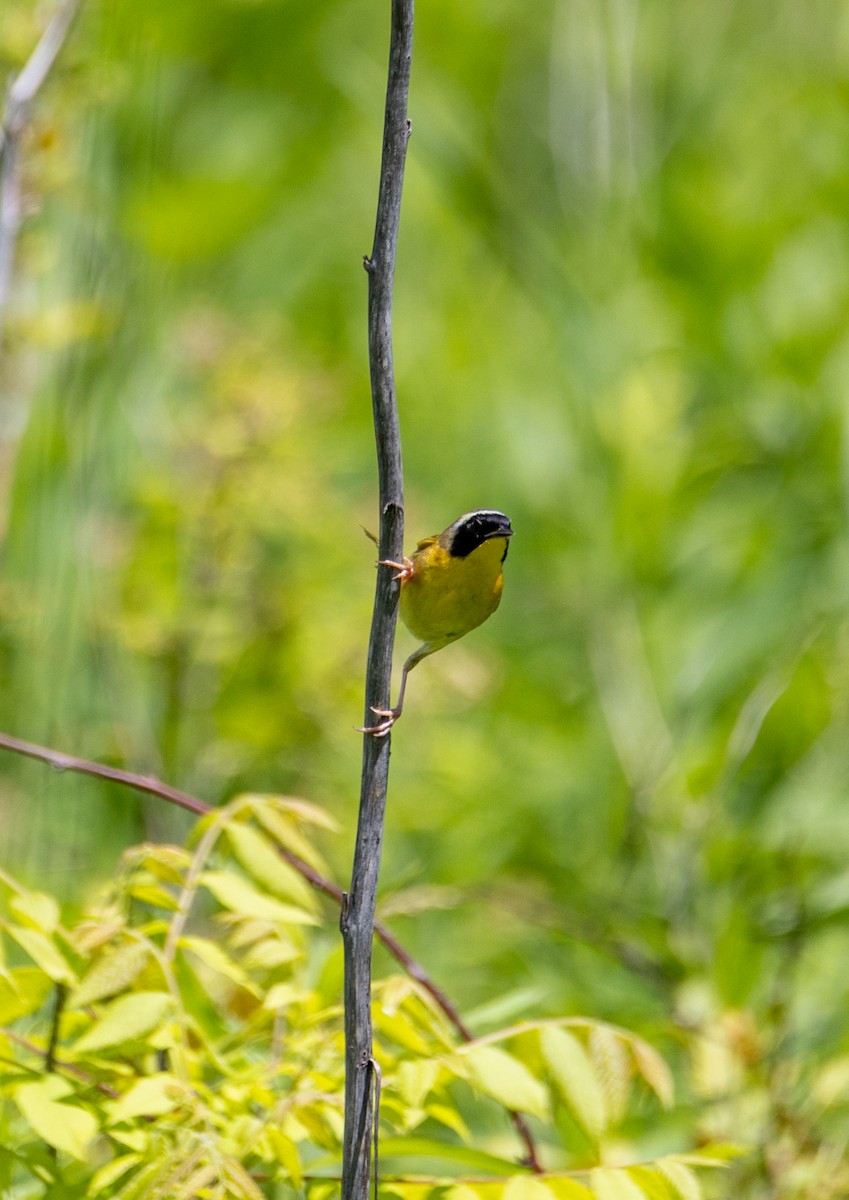 Common Yellowthroat - ML620016980