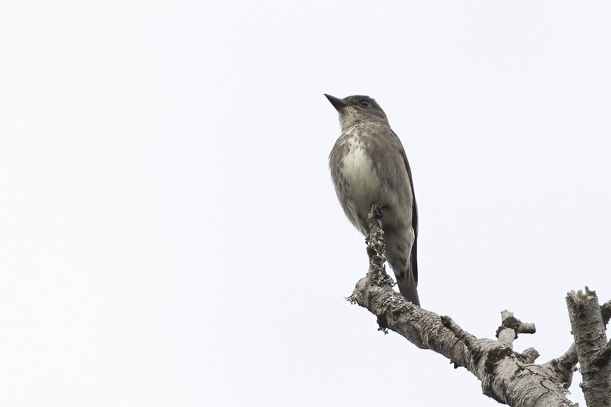 Olive-sided Flycatcher - ML620016981