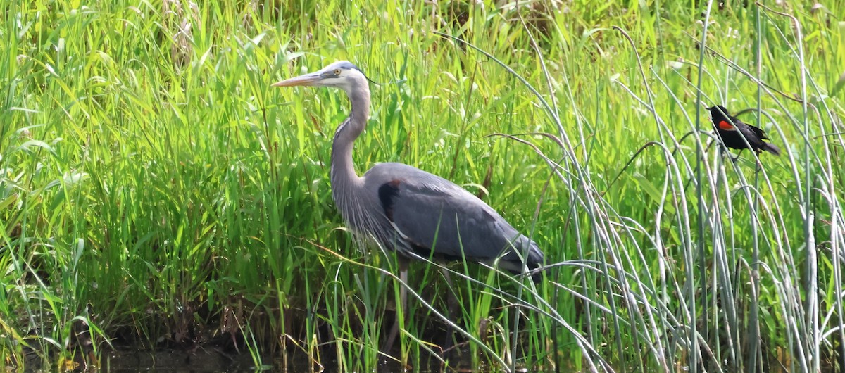 Garza Azulada - ML620016991