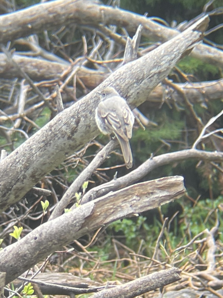 Townsend's Solitaire - ML620016999