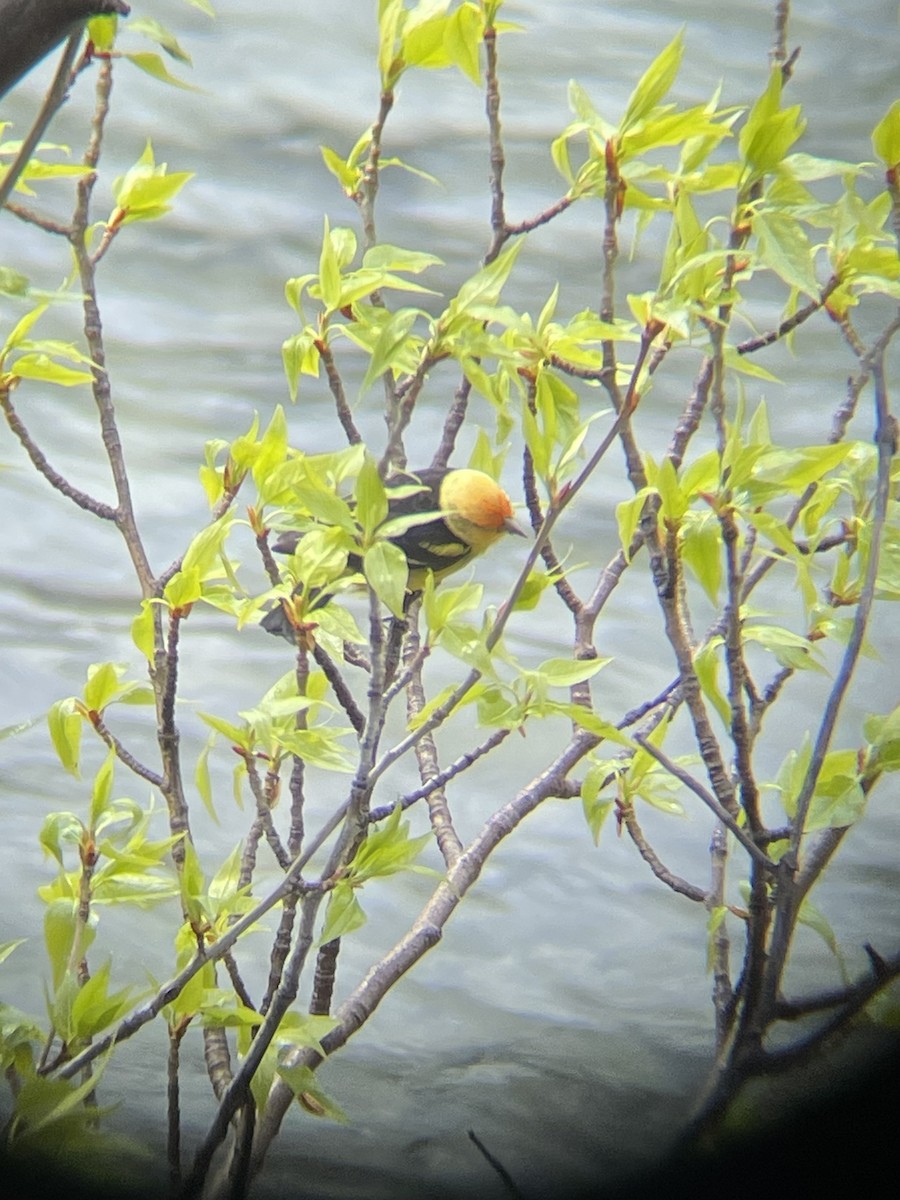 Western Tanager - ML620017002