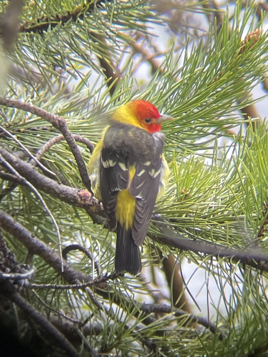 Western Tanager - ML620017003