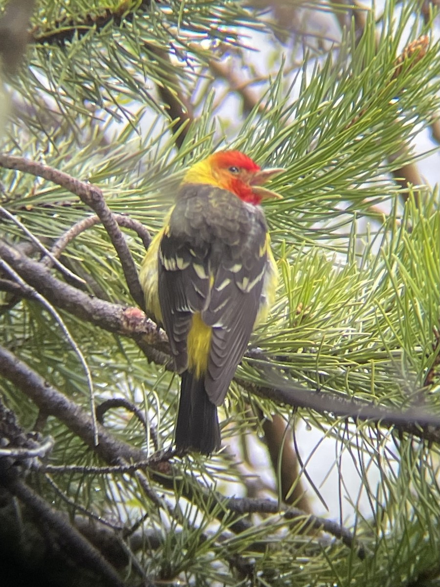 Western Tanager - ML620017004