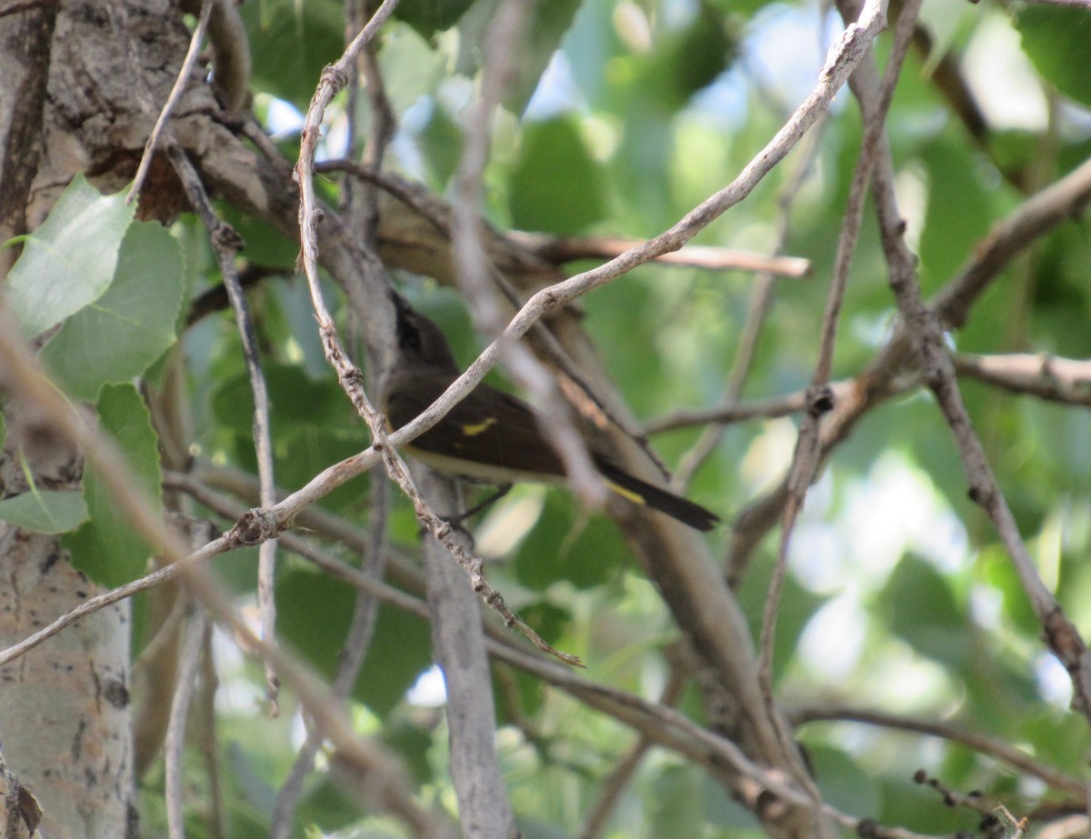 American Redstart - ML620017015