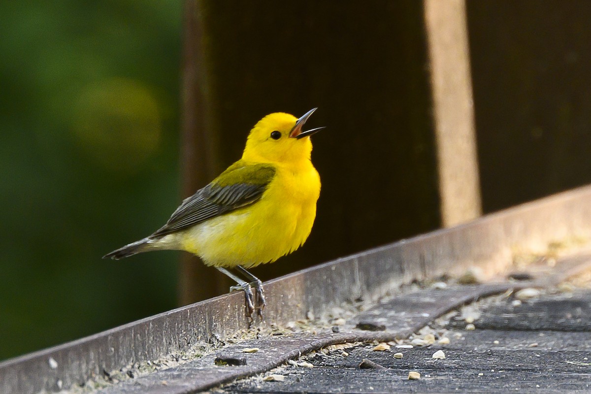 Prothonotary Warbler - ML620017018