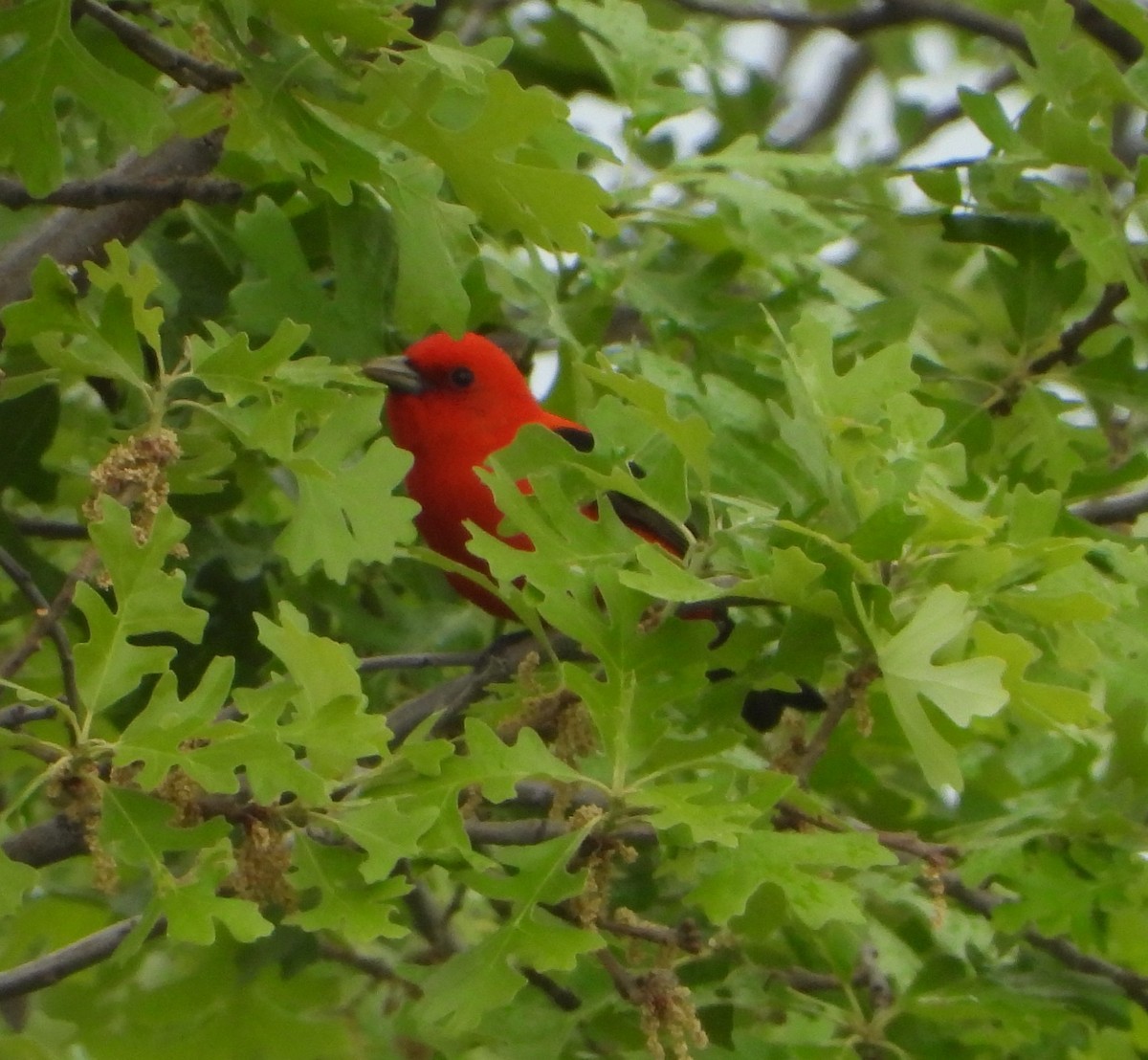 Scarlet Tanager - ML620017023