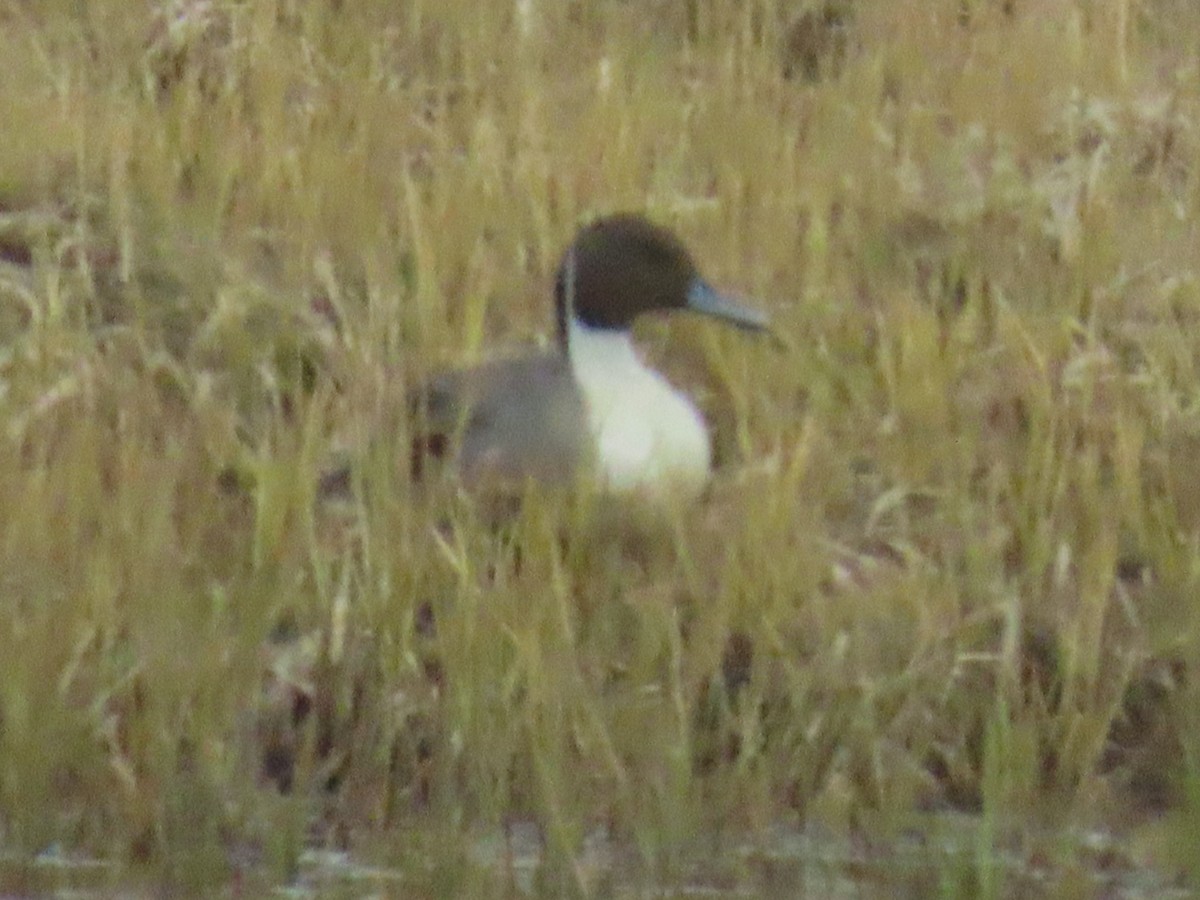 Northern Pintail - ML620017037