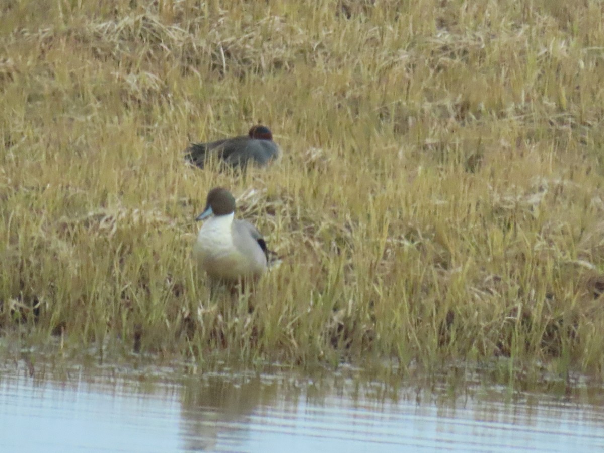 Northern Pintail - ML620017040