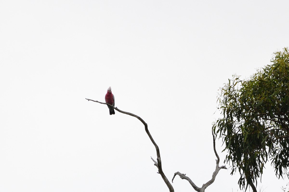 kakadu růžový - ML620017041