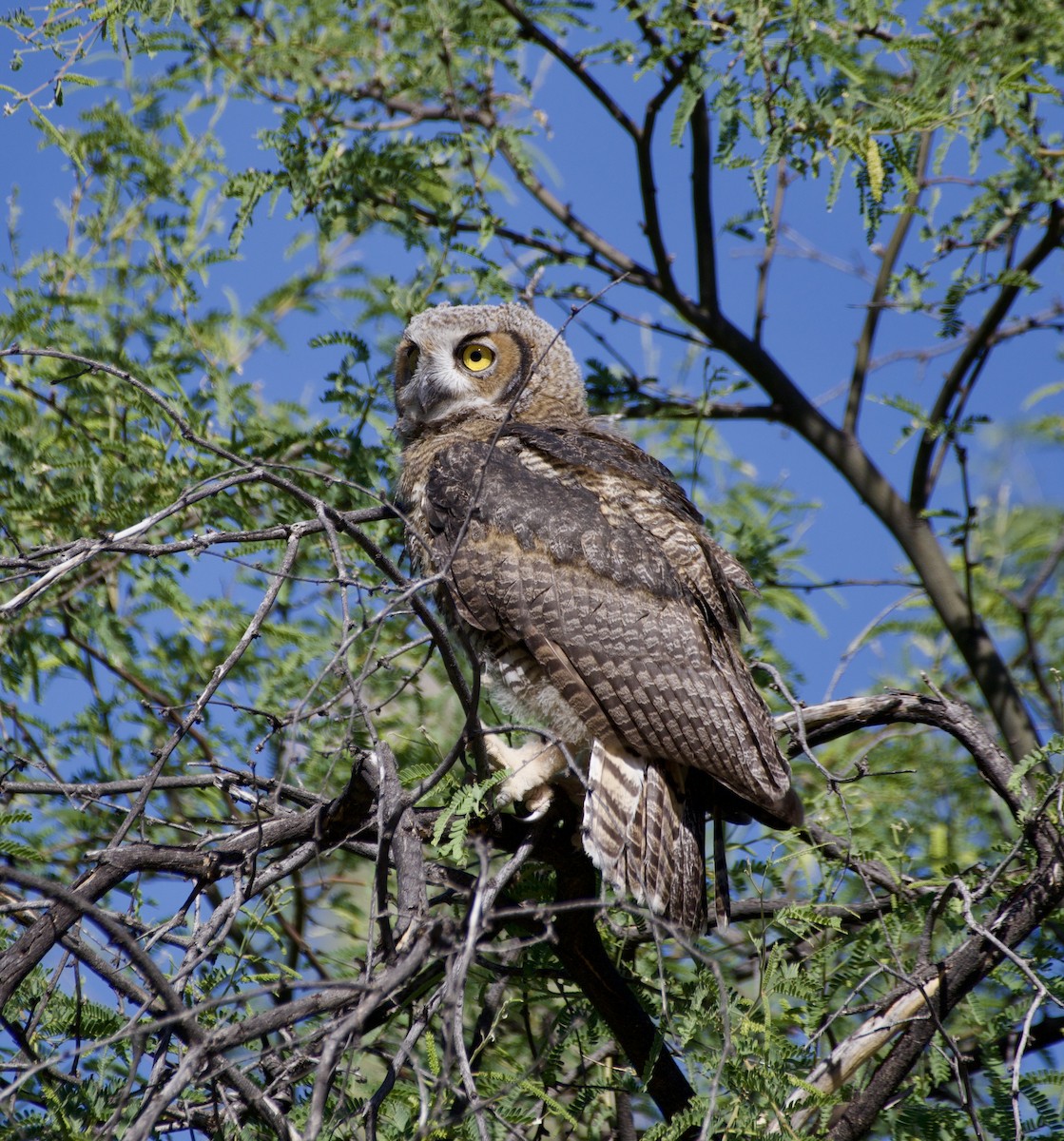 Great Horned Owl - ML620017044