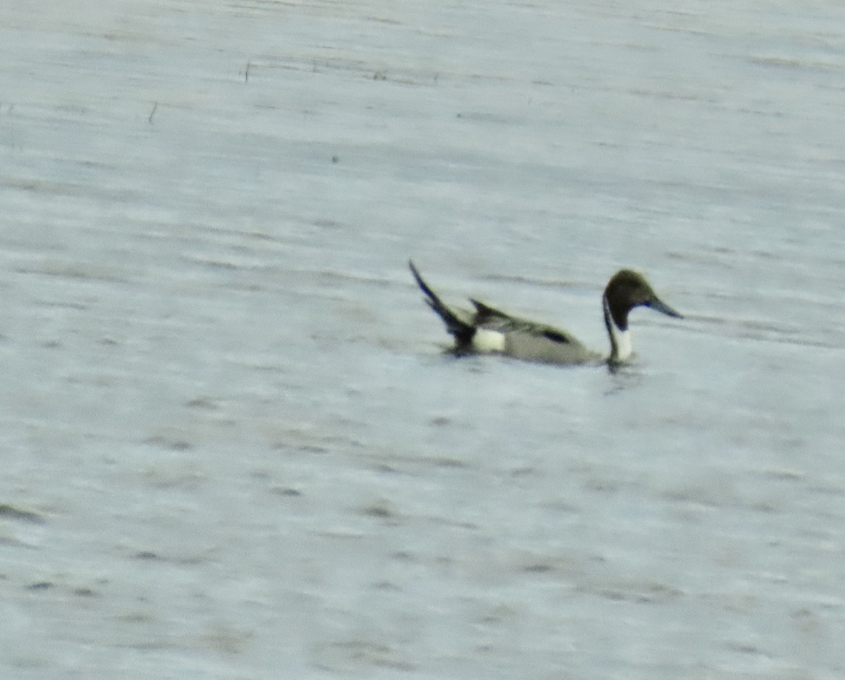 Northern Pintail - ML620017045