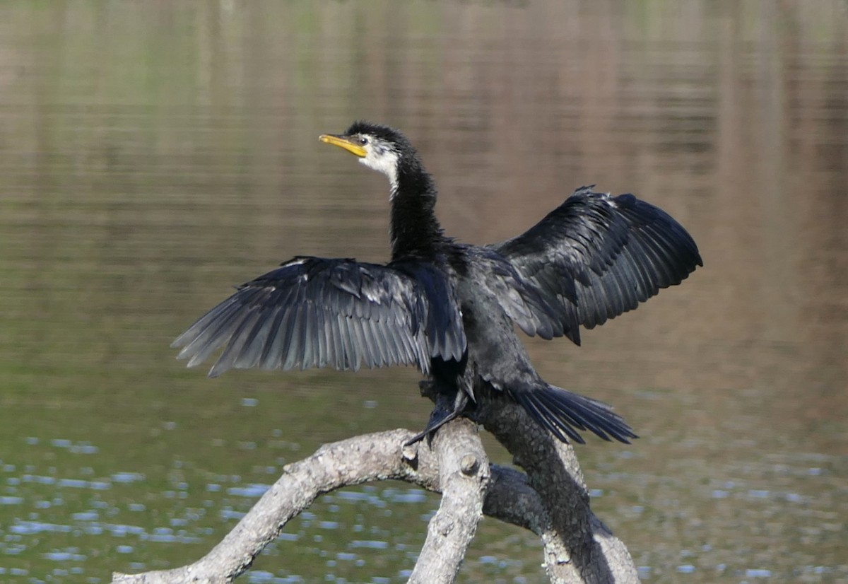 Little Pied Cormorant - ML620017047