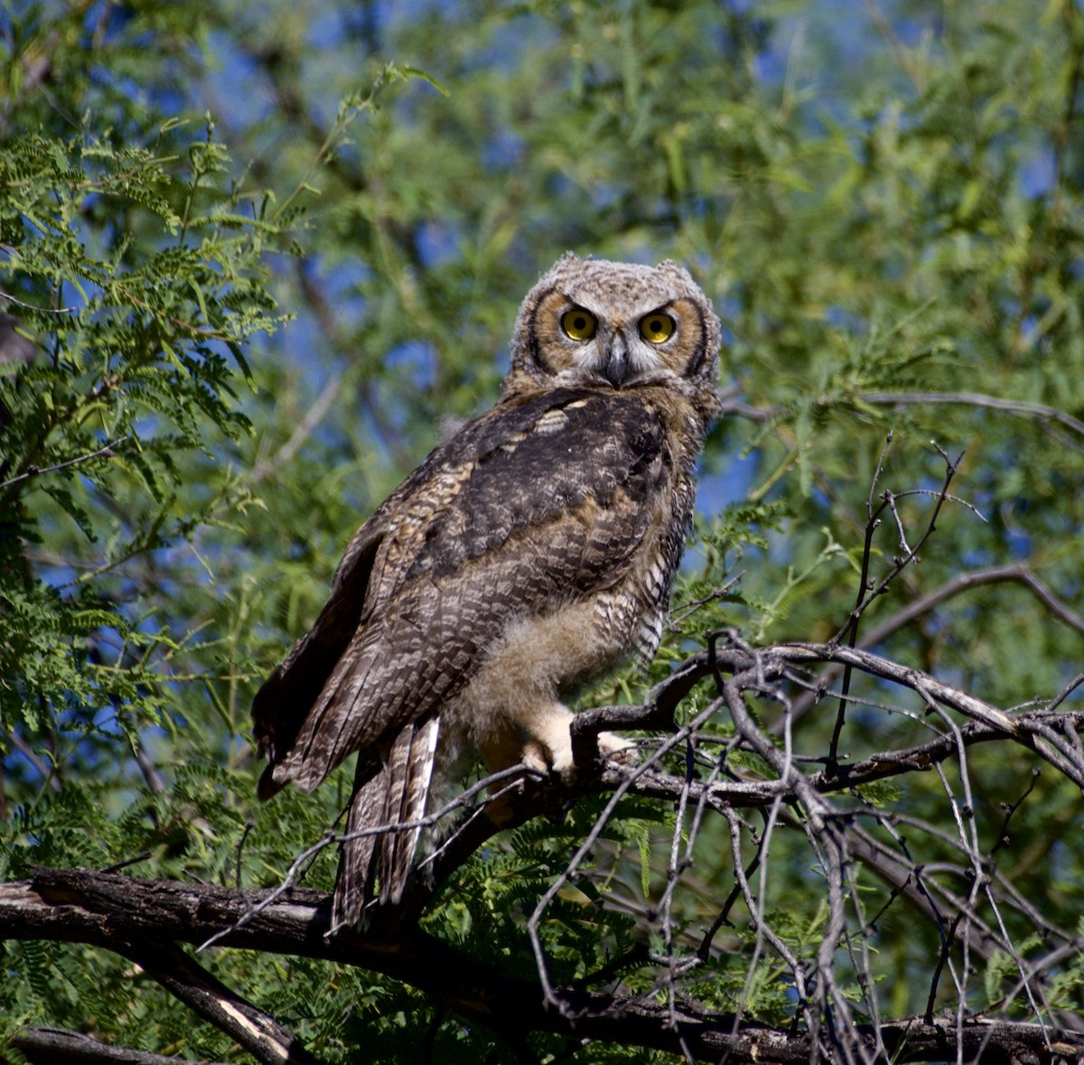 Great Horned Owl - ML620017078