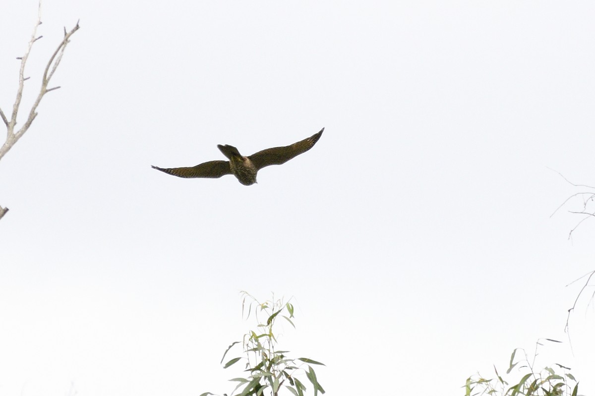 Collared Sparrowhawk - ML620017081