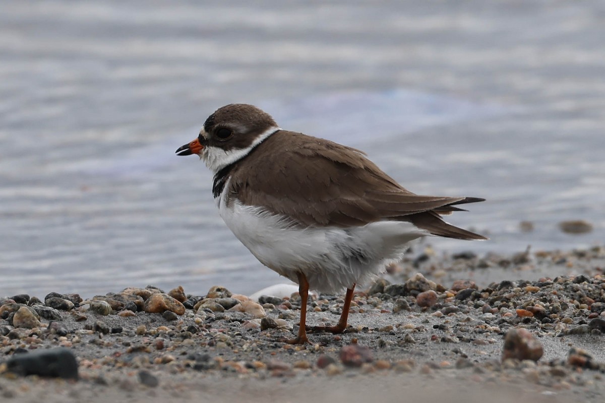 Semipalmated Plover - ML620017085
