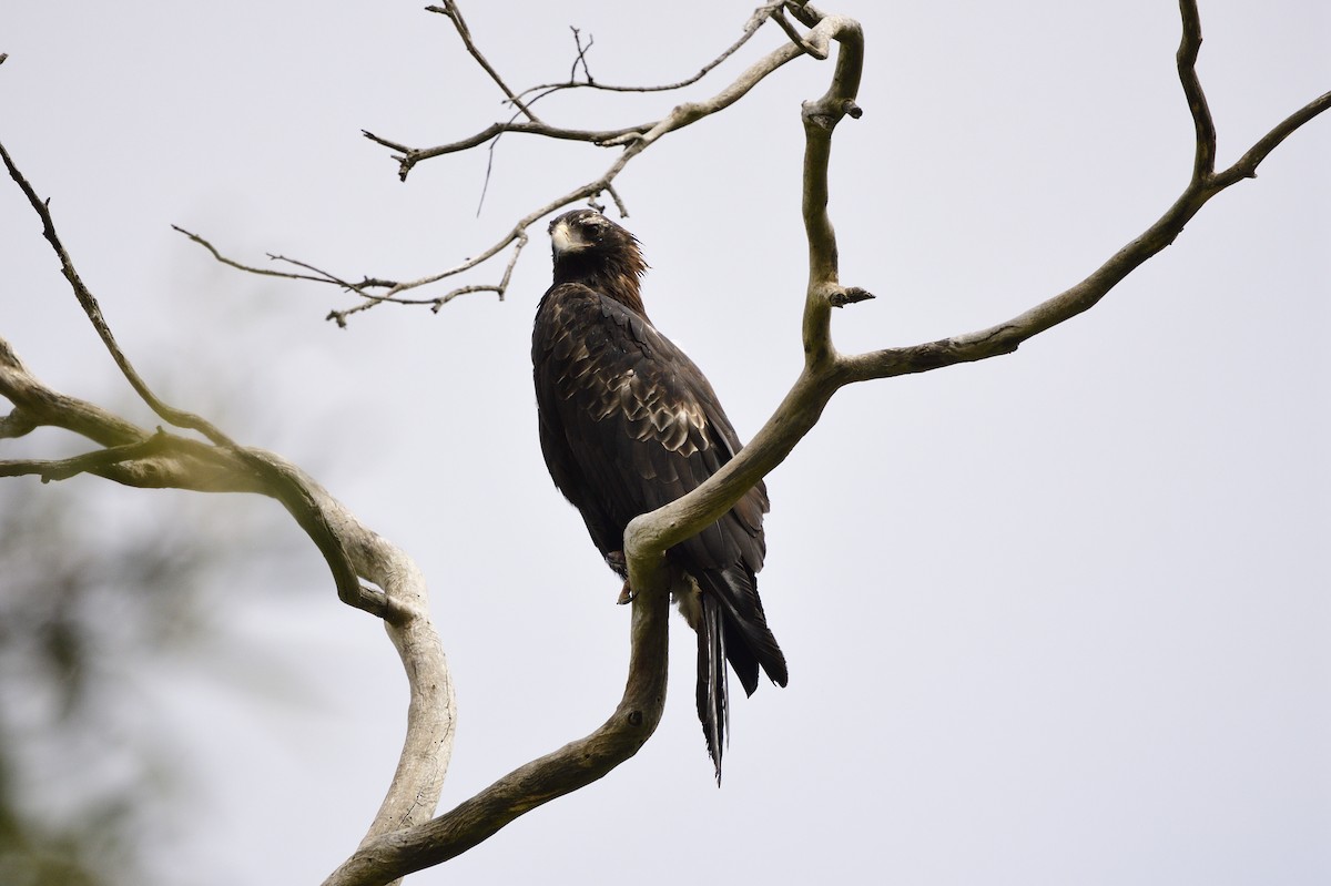 Wedge-tailed Eagle - ML620017094