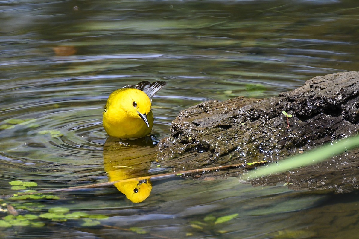 Prothonotary Warbler - ML620017105