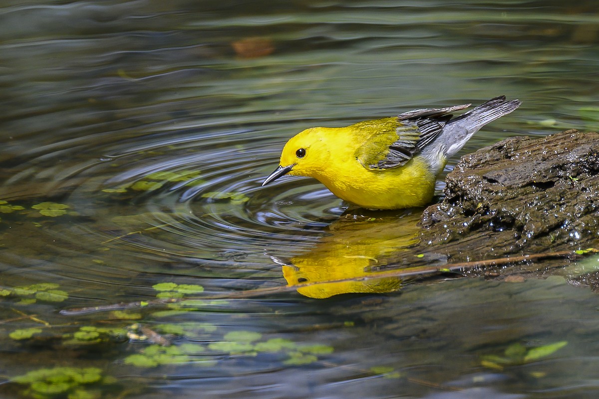 Prothonotary Warbler - ML620017115