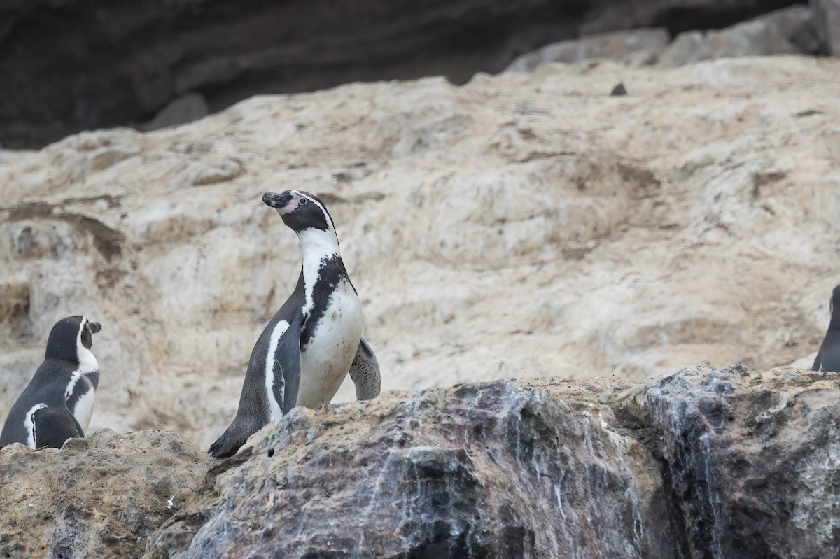 Humboldt Penguin - ML620017118