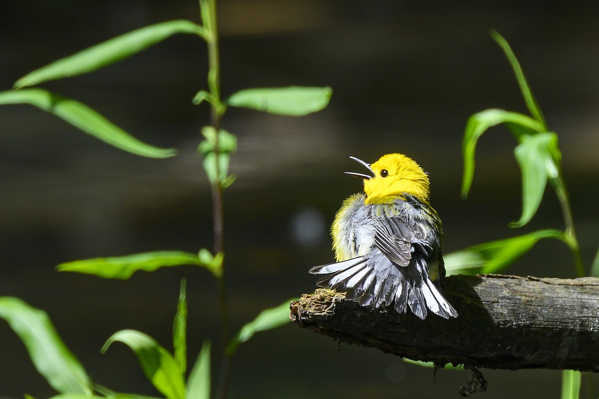 Prothonotary Warbler - ML620017122