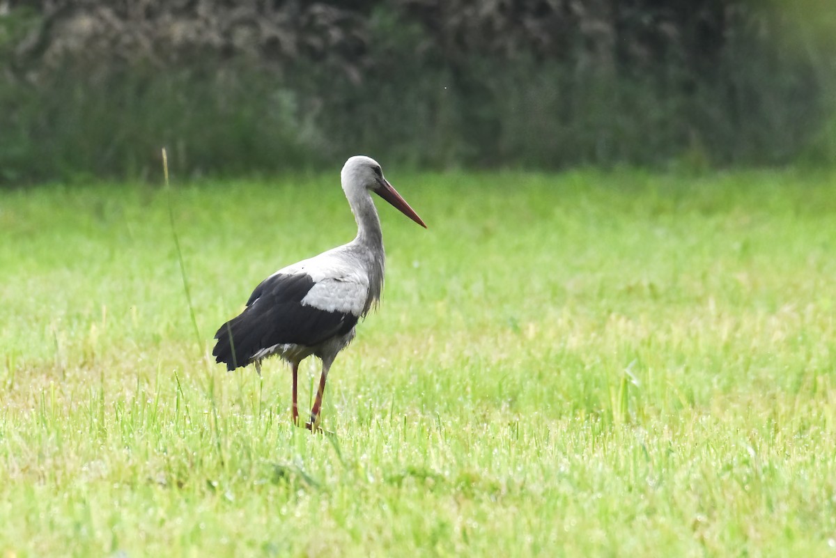 White Stork - ML620017125